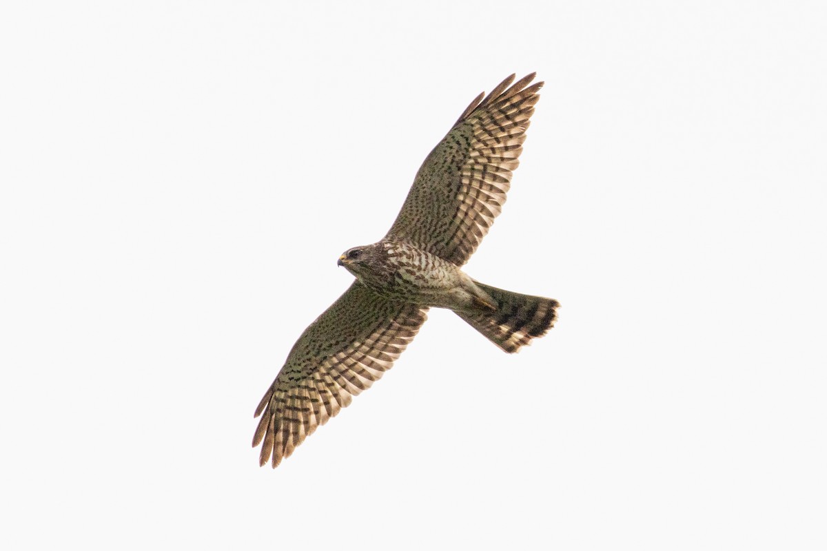 Levant Sparrowhawk - ML310418201