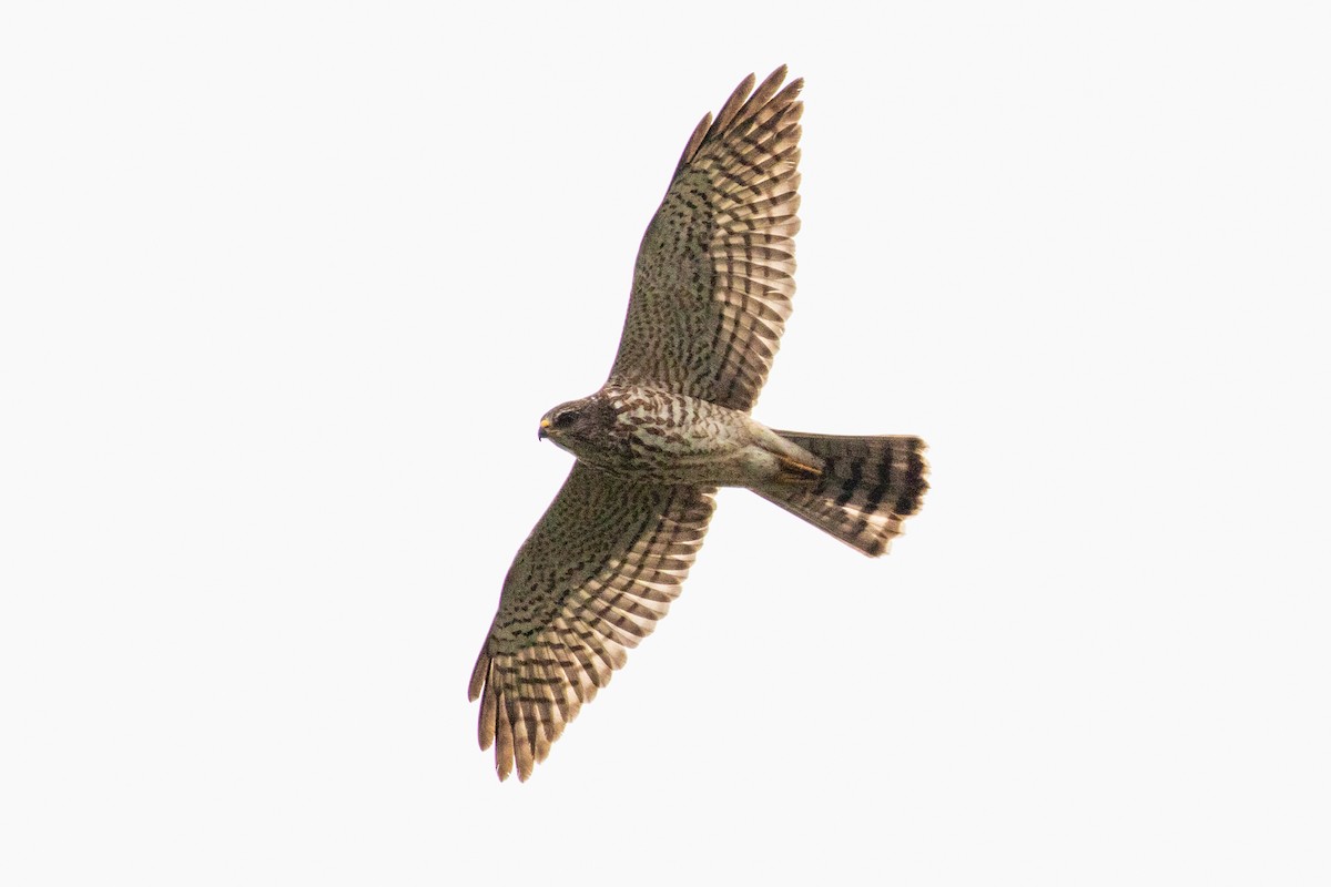 Levant Sparrowhawk - ML310418221