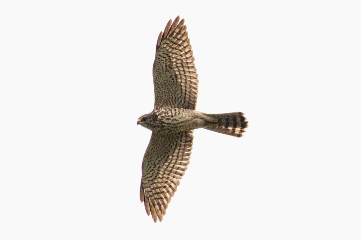 Levant Sparrowhawk - ML310418251