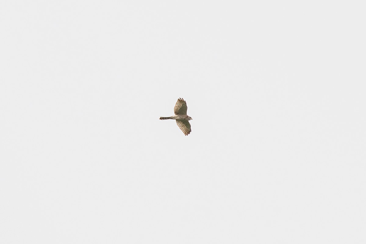 Levant Sparrowhawk - ML310418271