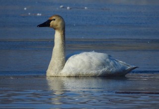 Tundra Swan, ML310418651