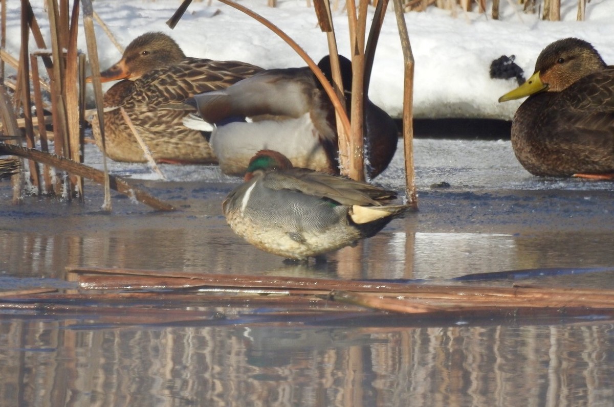 Green-winged Teal - ML310419181
