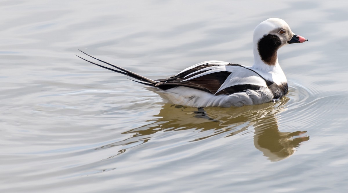 Long-tailed Duck - ML310421161