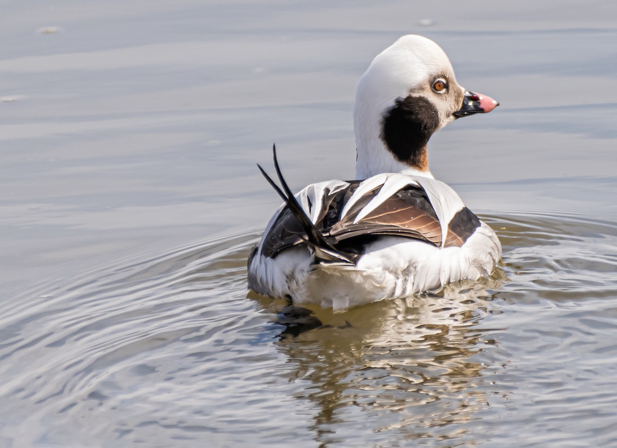 Long-tailed Duck - ML310421171