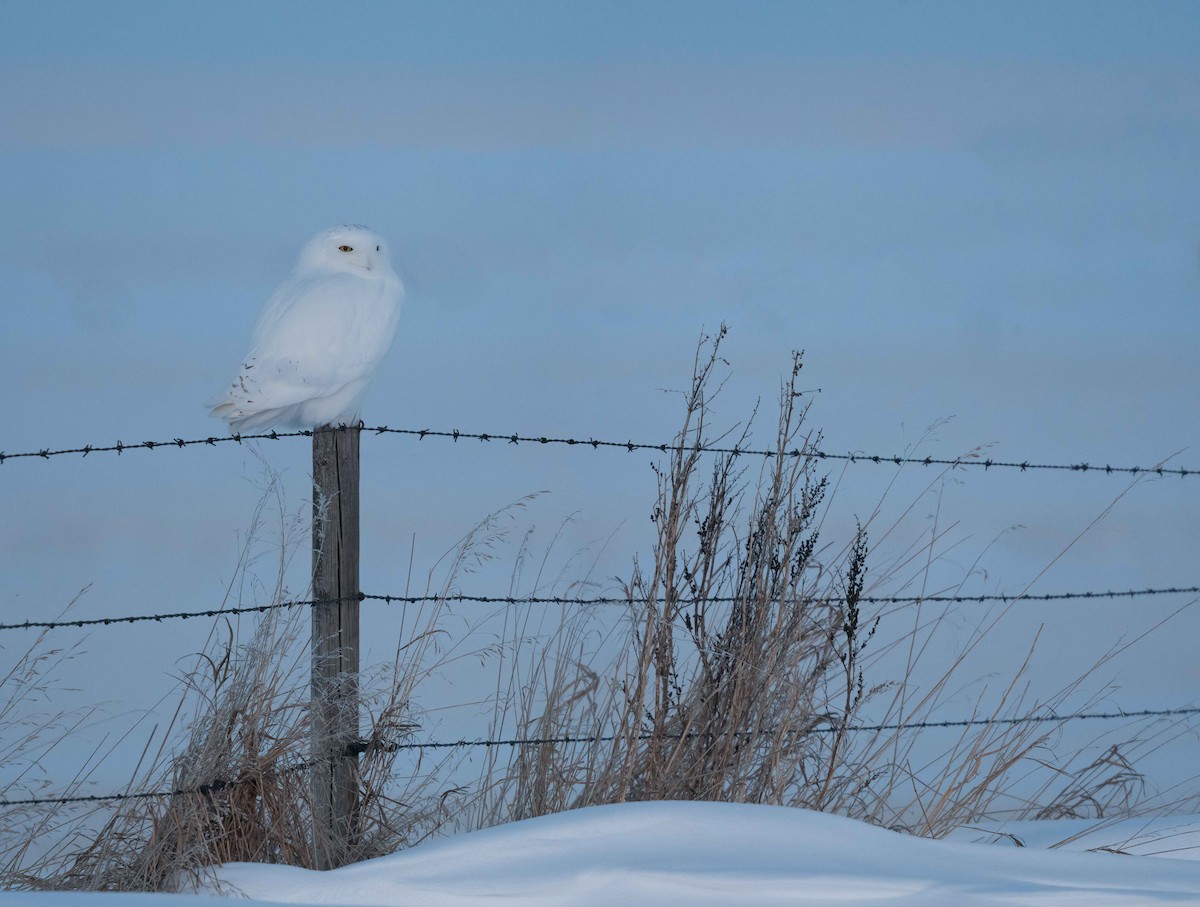 Snowy Owl - Bob Bowhay