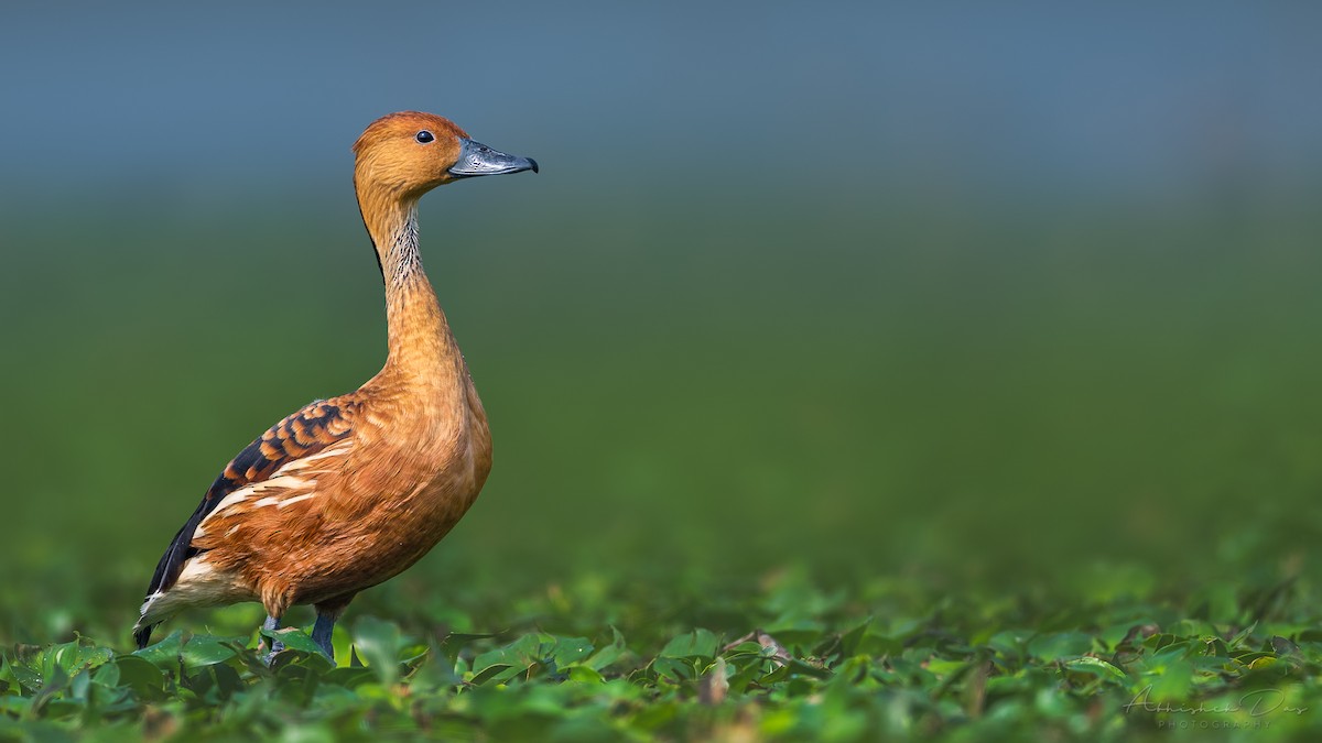 Fulvous Whistling-Duck - ML310424641