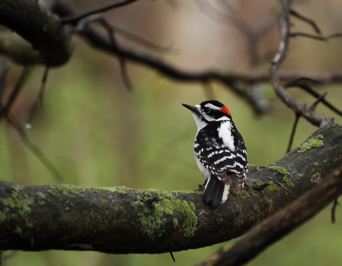 Downy Woodpecker - David M. Bell