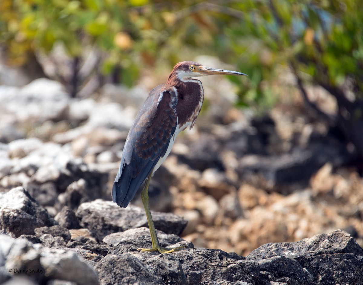 Tricolored Heron - Denny Swaby