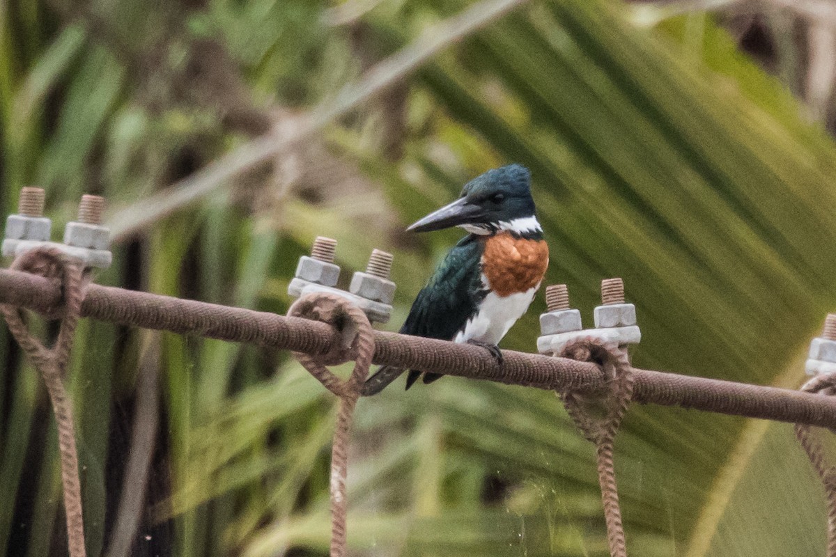 Amazon Kingfisher - Peter Hellman