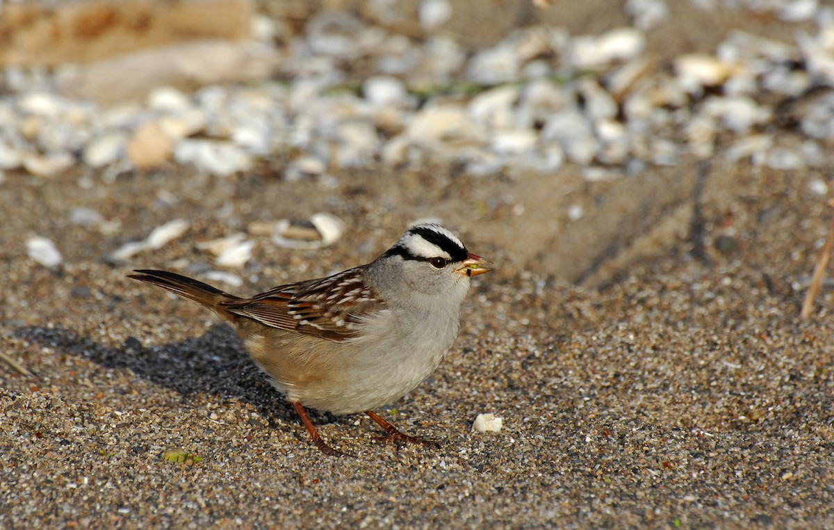 White-crowned Sparrow - ML31043781