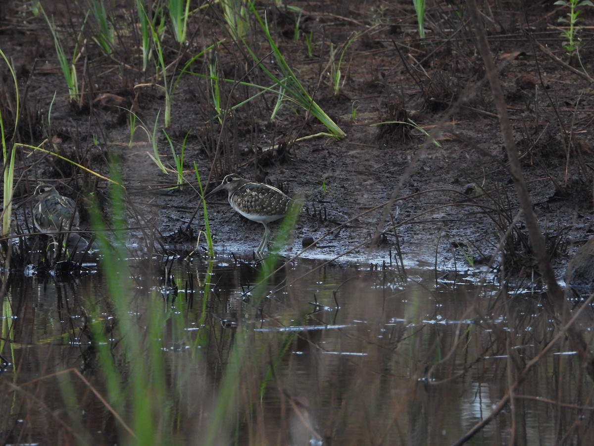 Greater Painted-Snipe - ML310439381