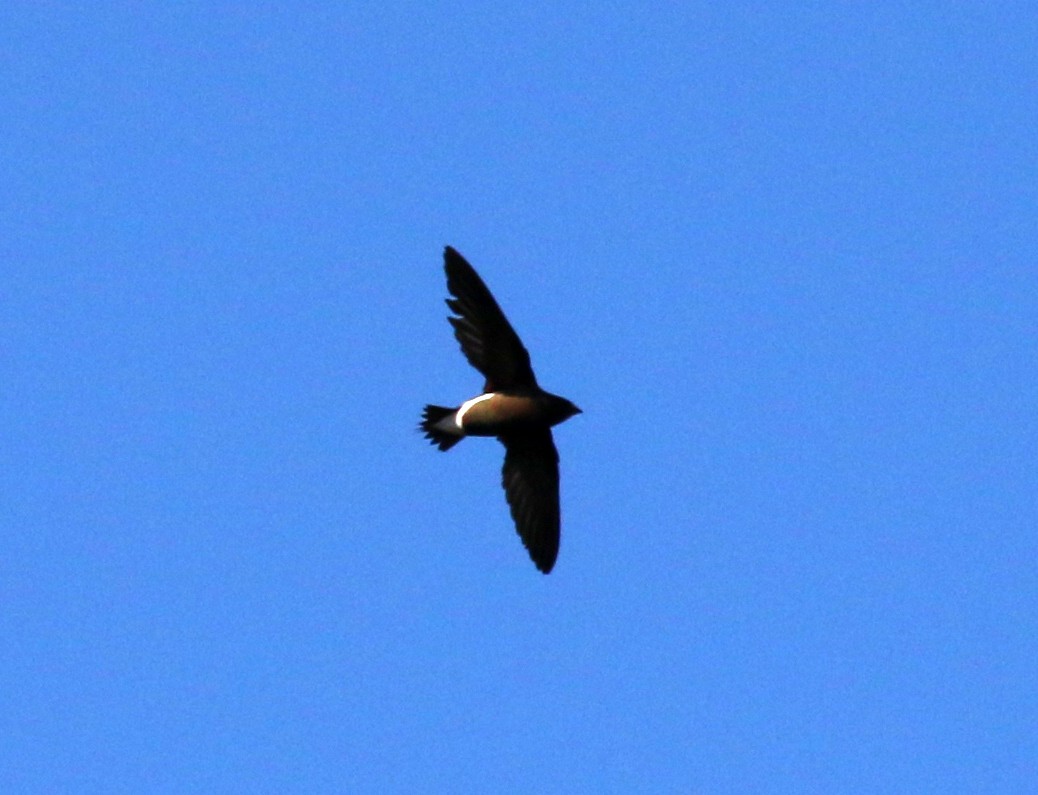 Brown-backed Needletail - ML310446951