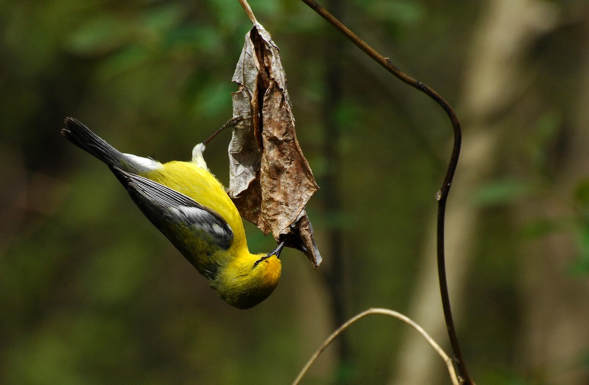 Blue-winged Warbler - David M. Bell