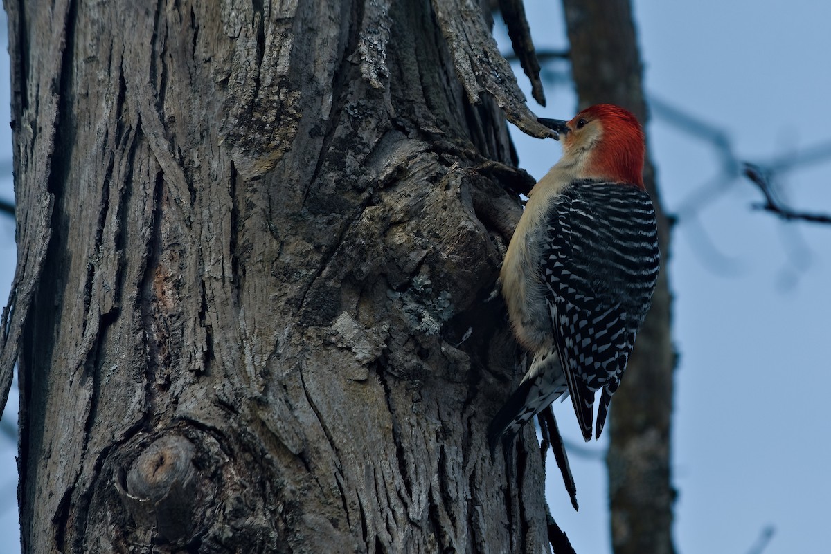 Red-bellied Woodpecker - Sarah Lindgren