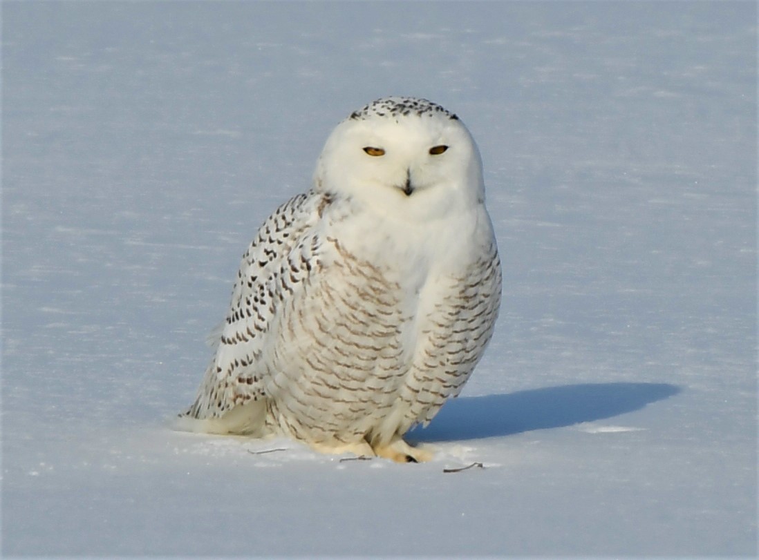 Snowy Owl - Sandi Diehl