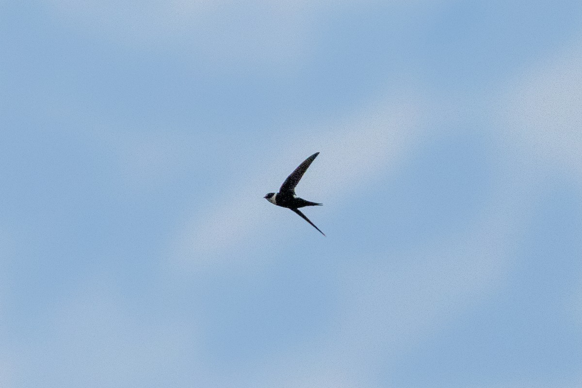 Lesser Swallow-tailed Swift - Thibaud Aronson