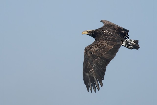 Third basic&nbsp;dorsal view (subspecies <em>washingtoniensis</em>). - Bald Eagle - 