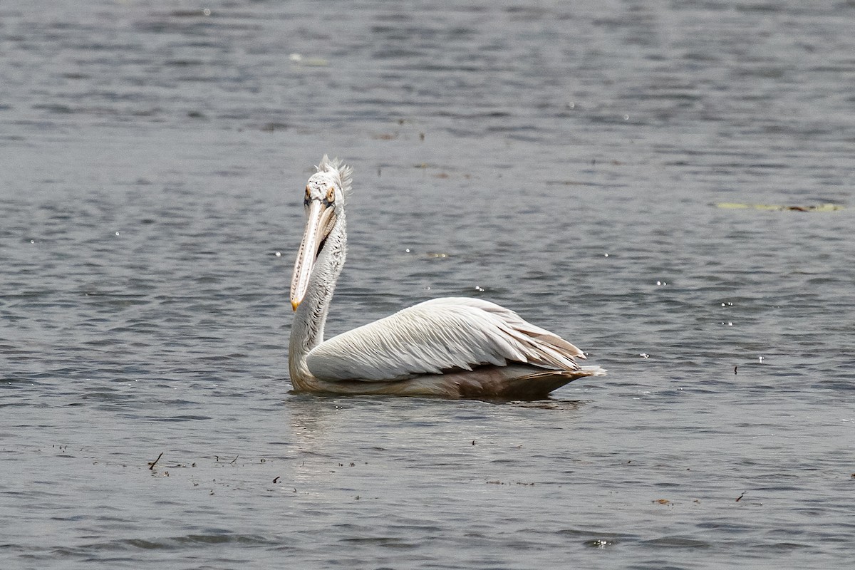 Spot-billed Pelican - Peter Kennerley