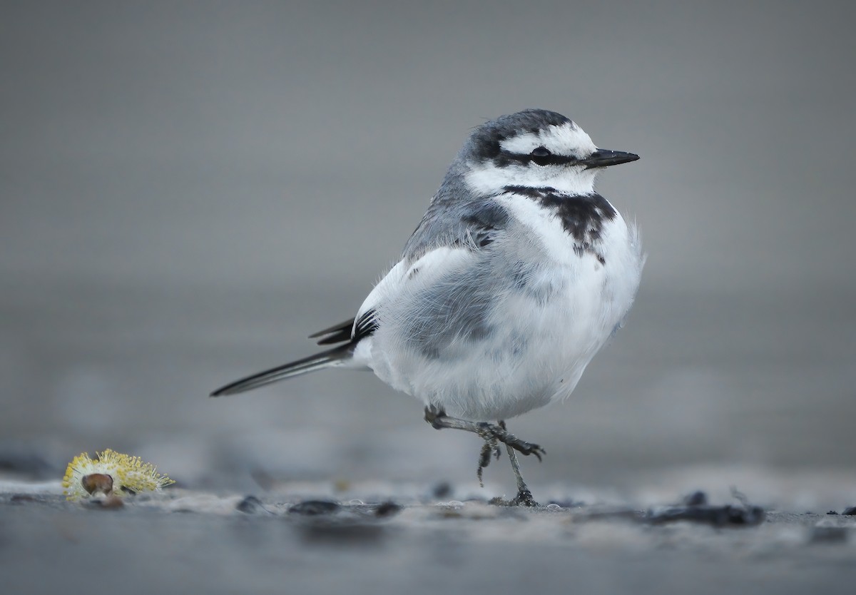 White Wagtail (Black-backed) - ML310472811