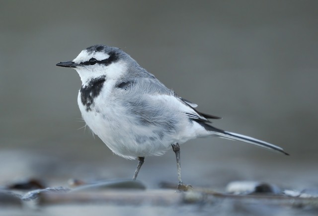 ハクセキレイ 亜種ハクセキレイ Ebird