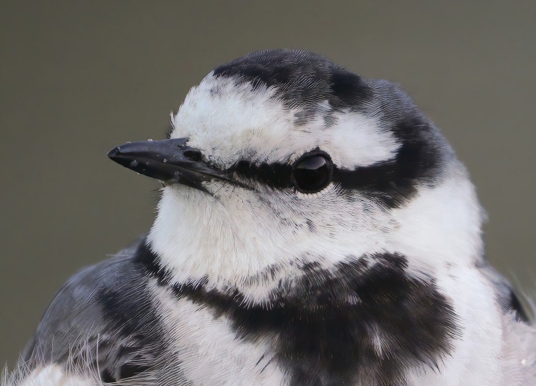 ハクセキレイ 亜種ハクセキレイ Ebird