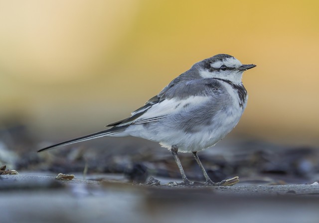 ハクセキレイ 亜種ハクセキレイ Ebird