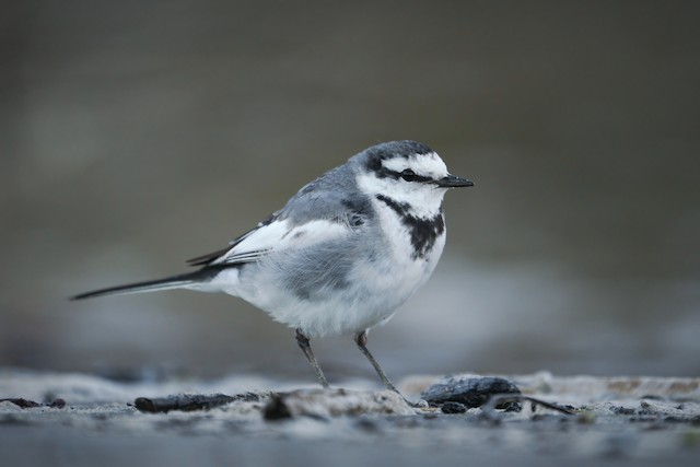 ハクセキレイ 亜種ハクセキレイ Ebird