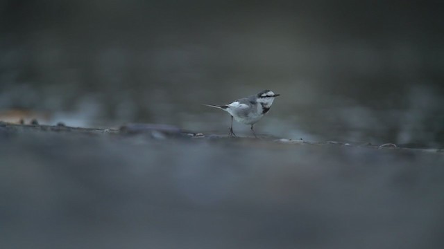 White Wagtail (Black-backed) - ML310473581