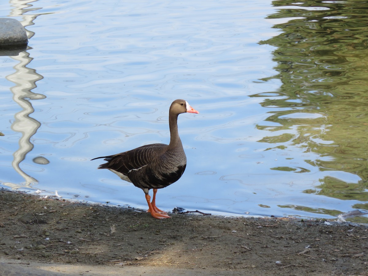 Greater White-fronted Goose - ML31047761