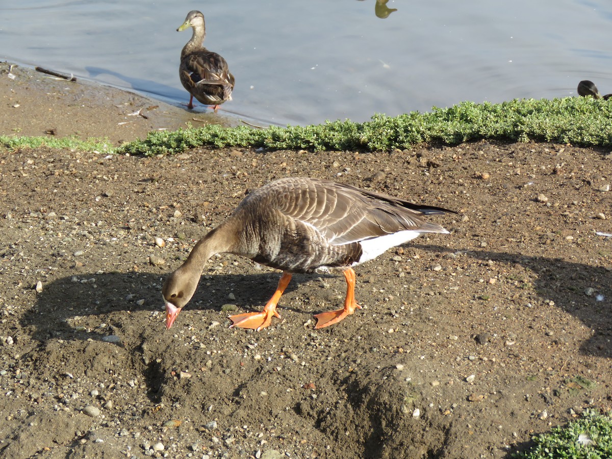 Greater White-fronted Goose - ML31047811