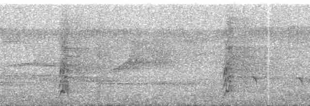 White-flanked Antwren (White-flanked) - ML31048