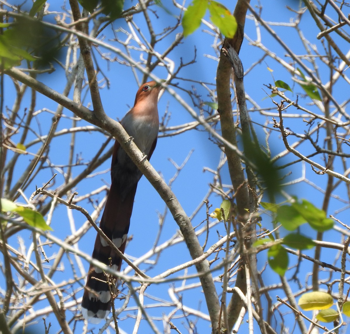 Squirrel Cuckoo - Margaux Guiheneuc