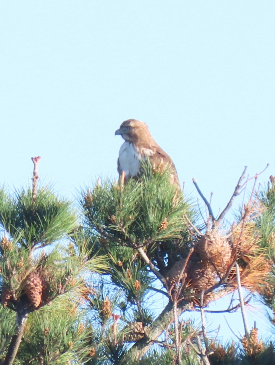 Red-tailed Hawk - ML310483411