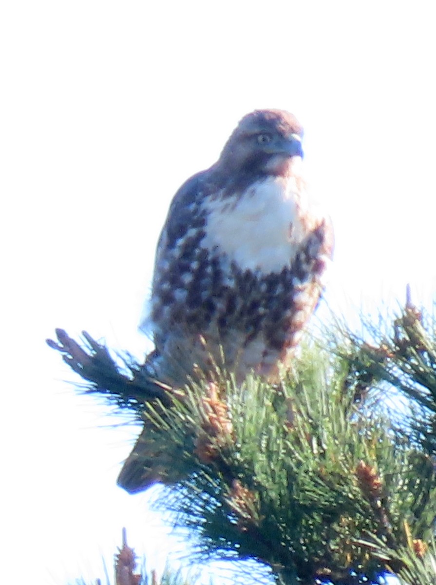 Red-tailed Hawk - ML310483421