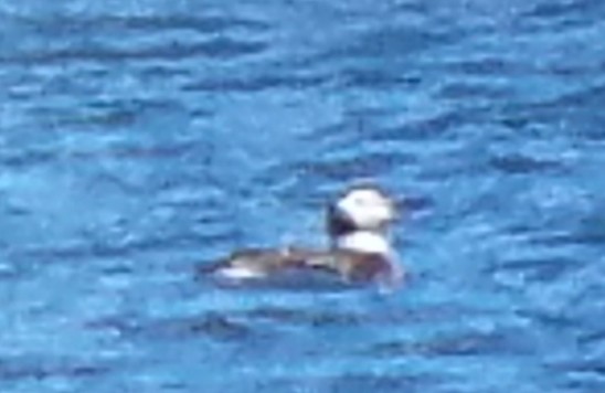 Long-tailed Duck - ML310484521