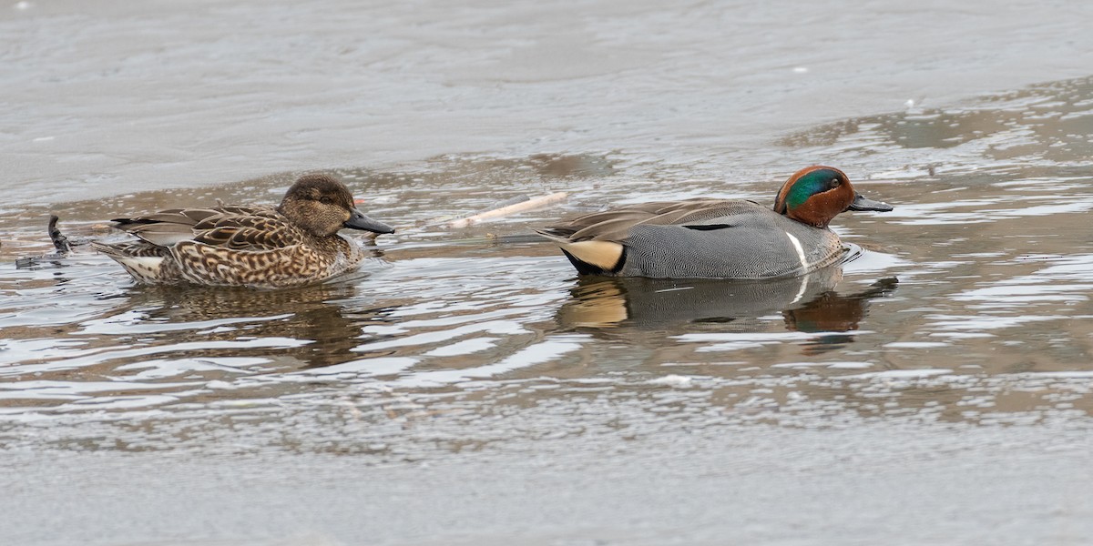 Green-winged Teal - ML310493261