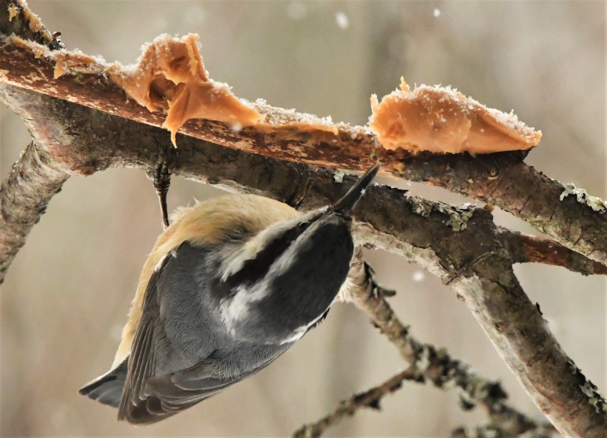 Red-breasted Nuthatch - ML310493941