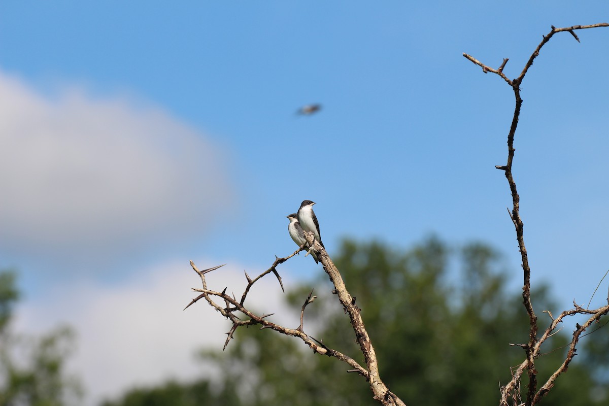 Tree Swallow - Russell Allison