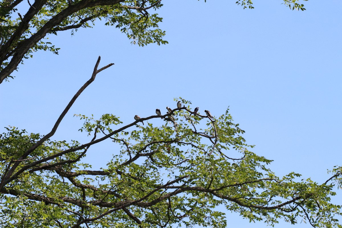 Tree Swallow - Russell Allison