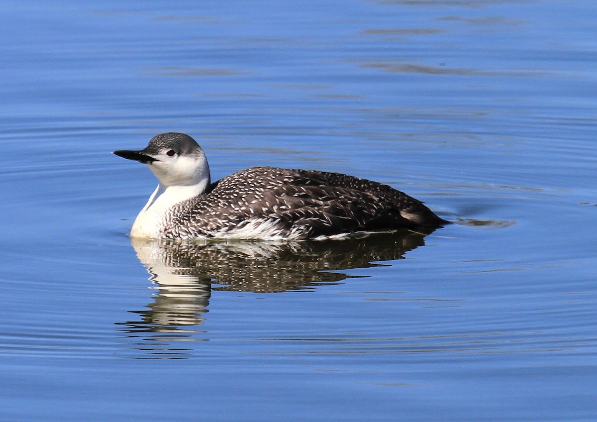 Red-throated Loon - ML310496541