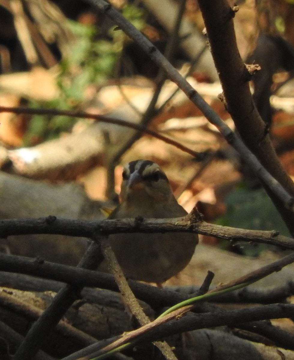 Olive Sparrow - Margaux Guiheneuc