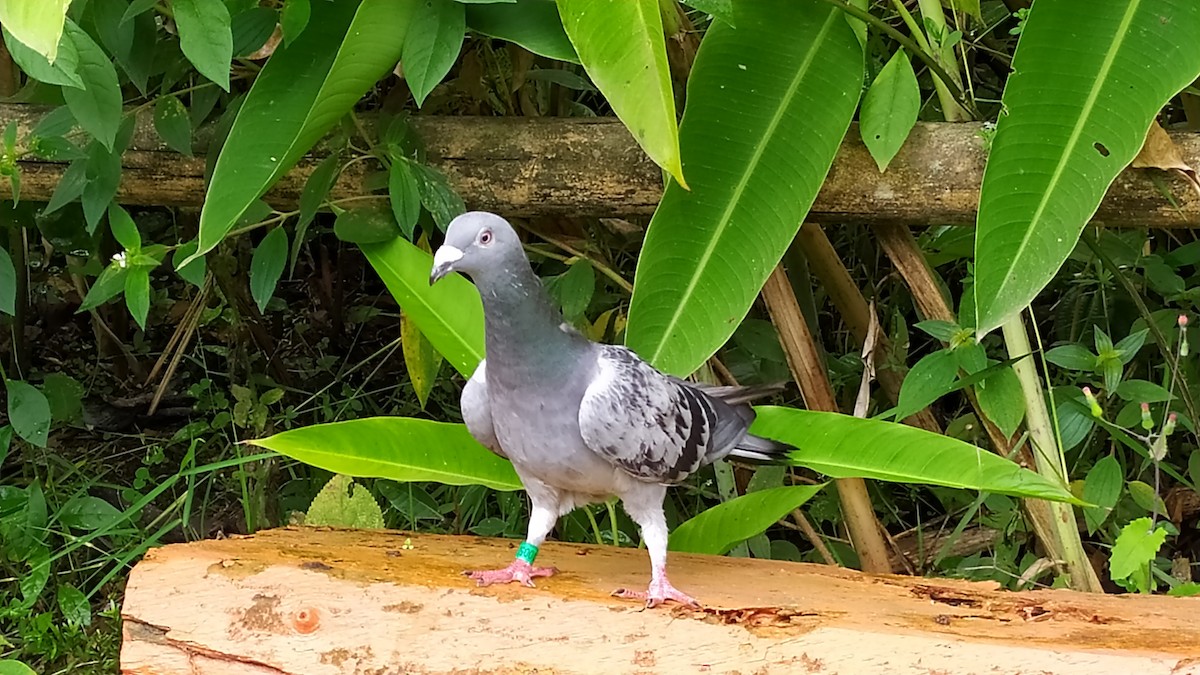 Rock Pigeon (Feral Pigeon) - Juan Vargas - Travel By Nature