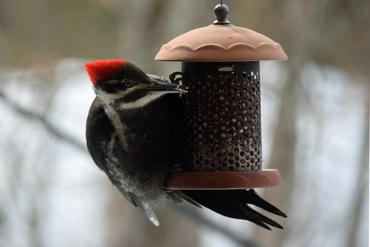 Pileated Woodpecker - Lynn Johnson
