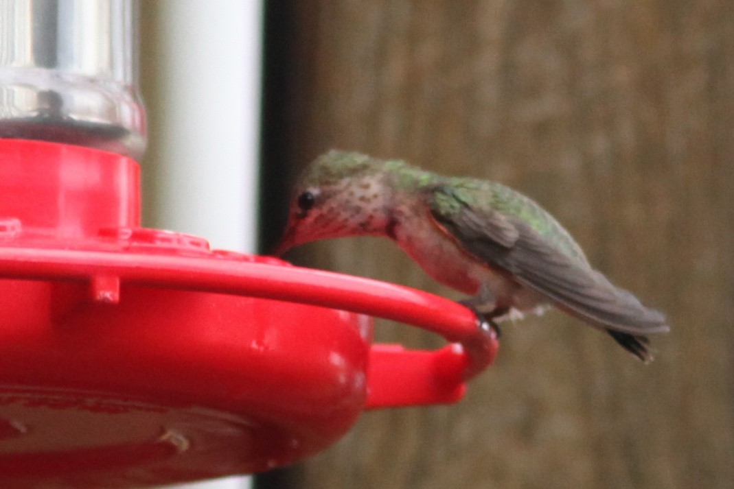 Calliope Hummingbird - Gis Segler