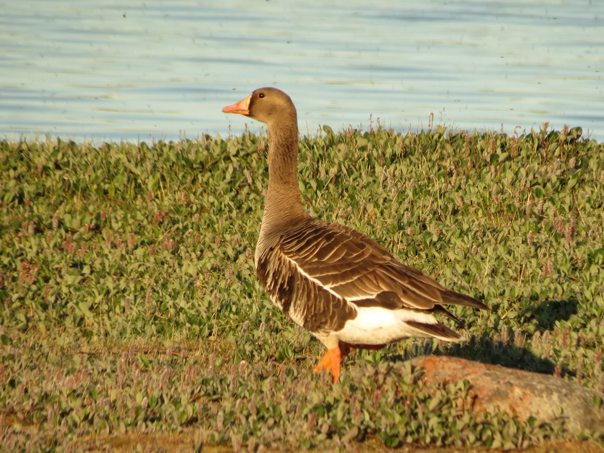 Greater White-fronted Goose - Peter Blancher