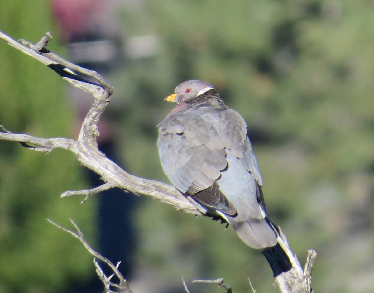 Band-tailed Pigeon - Courtney Kelly Jett
