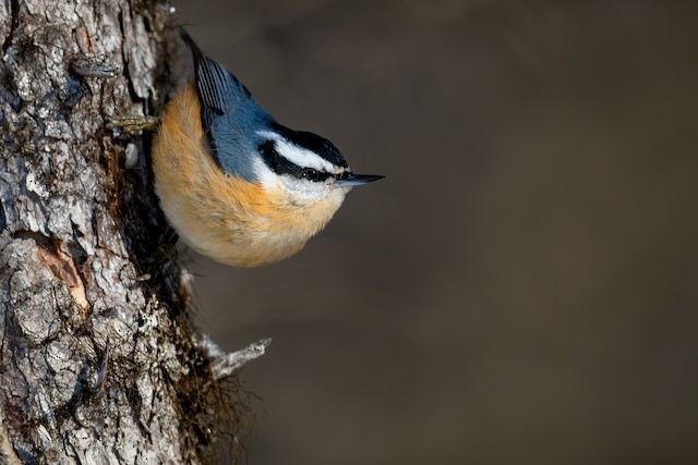 red breasted nuthatch