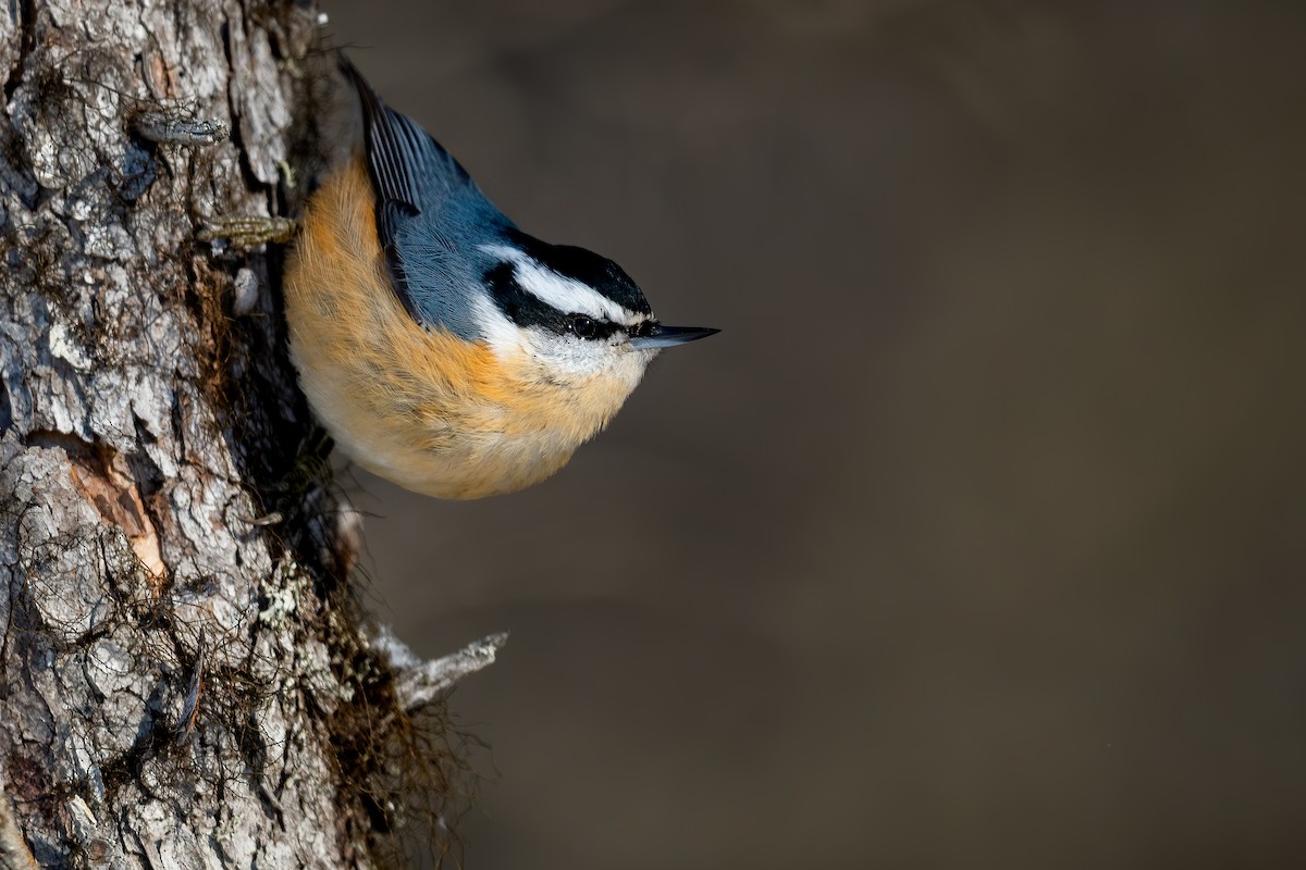 Red-breasted Nuthatch - ML310504121