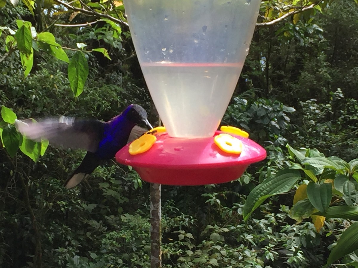 kolibřík fialkový - ML310506041