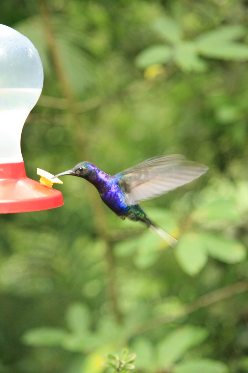 kolibřík fialkový - ML310506171